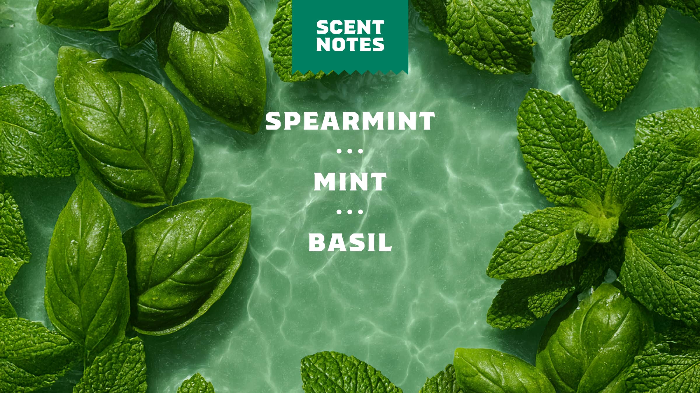 Spearmint Basil - Image 4